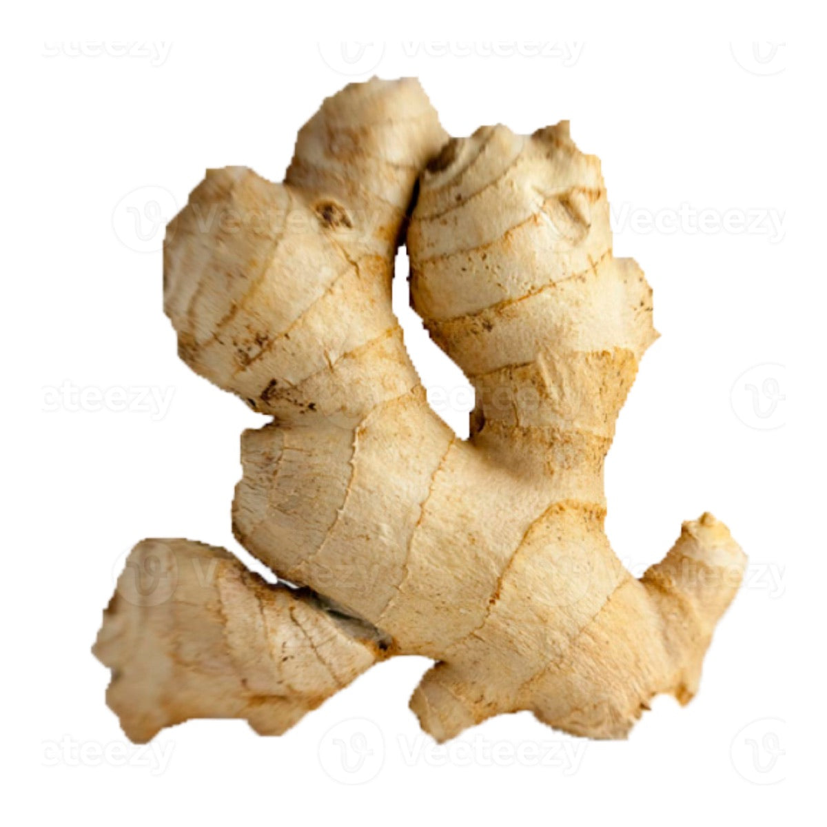 Frische Gingerwurzel
