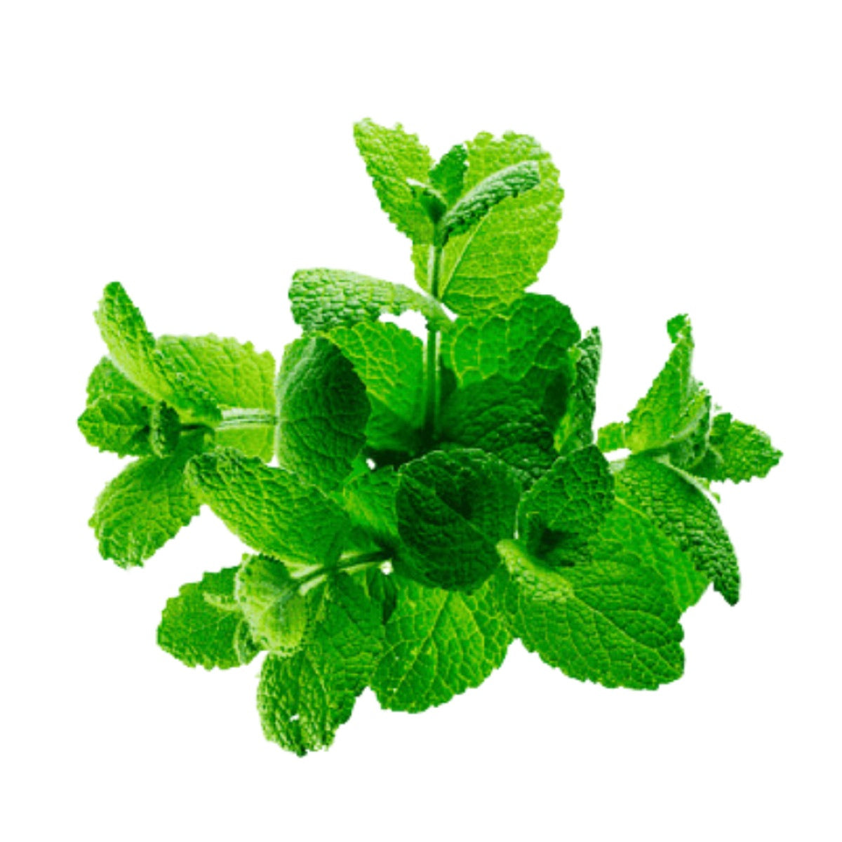 Green leaves representing chlorophyll