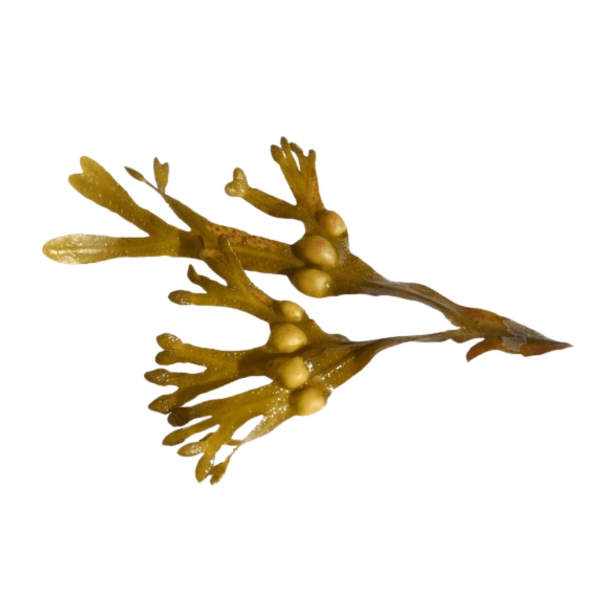 Bladderwrack